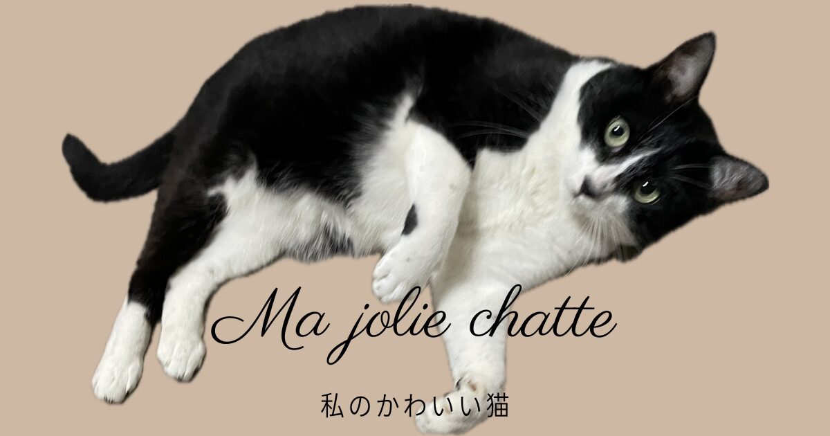 私のかわいい猫｜猫との暮らし